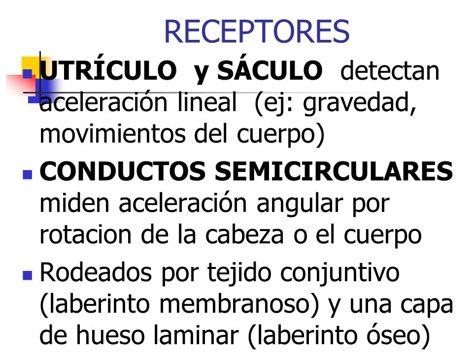 RECEPTORES UTRÍCULO y SÁCULO detectan aceleración lineal (ej: gravedad, movimientos del cuerpo)