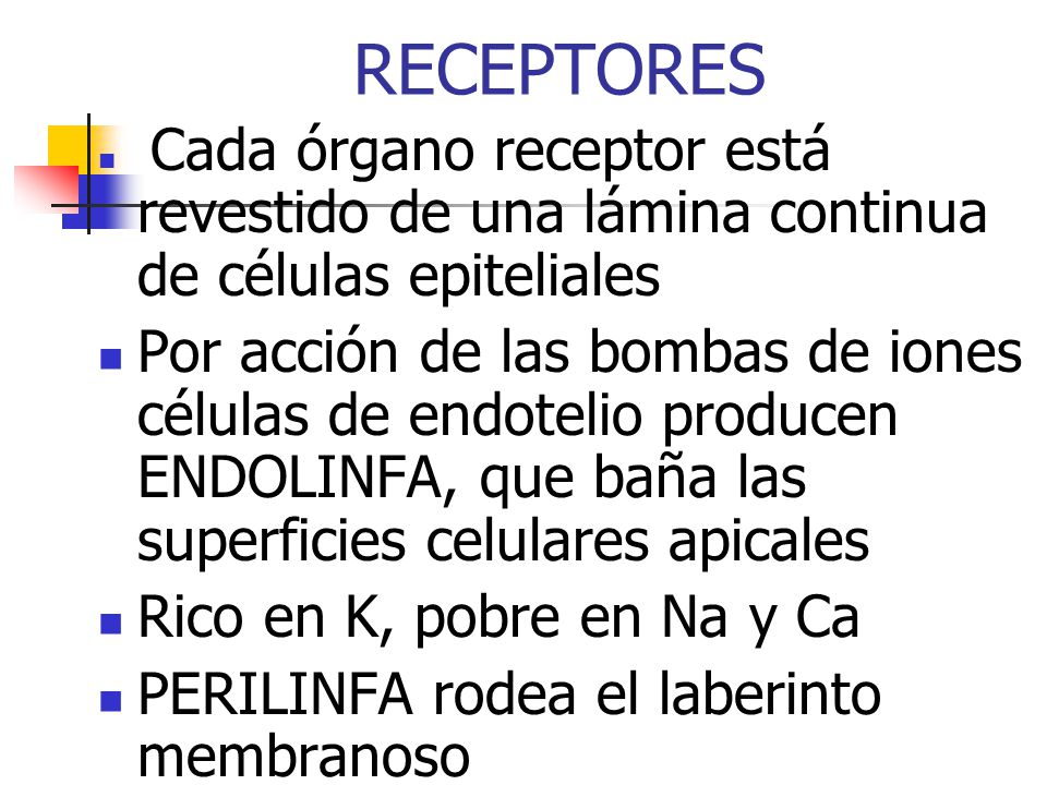 RECEPTORES Cada órgano receptor está revestido de una lámina continua de células epiteliales.