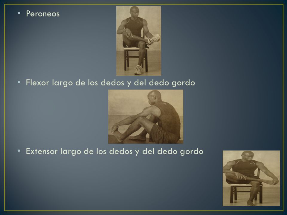 Peroneos Flexor largo de los dedos y del dedo gordo Extensor largo de los dedos y del dedo gordo
