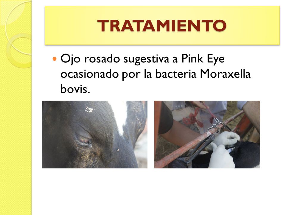 TRATAMIENTO Ojo rosado sugestiva a Pink Eye ocasionado por la bacteria Moraxella bovis.