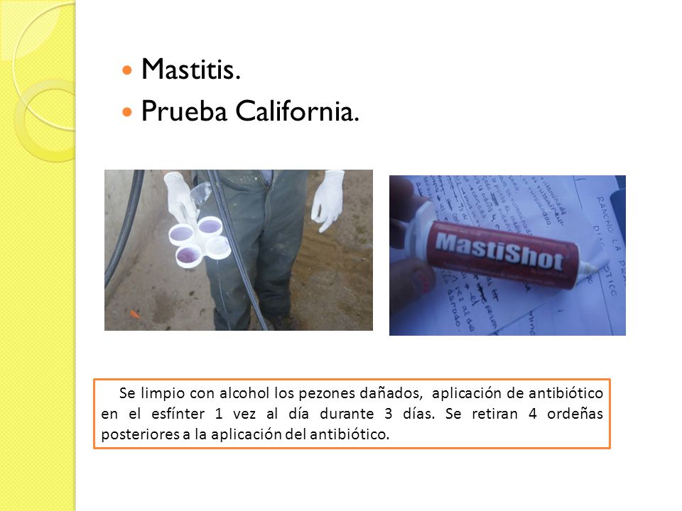 Mastitis. Prueba California.
