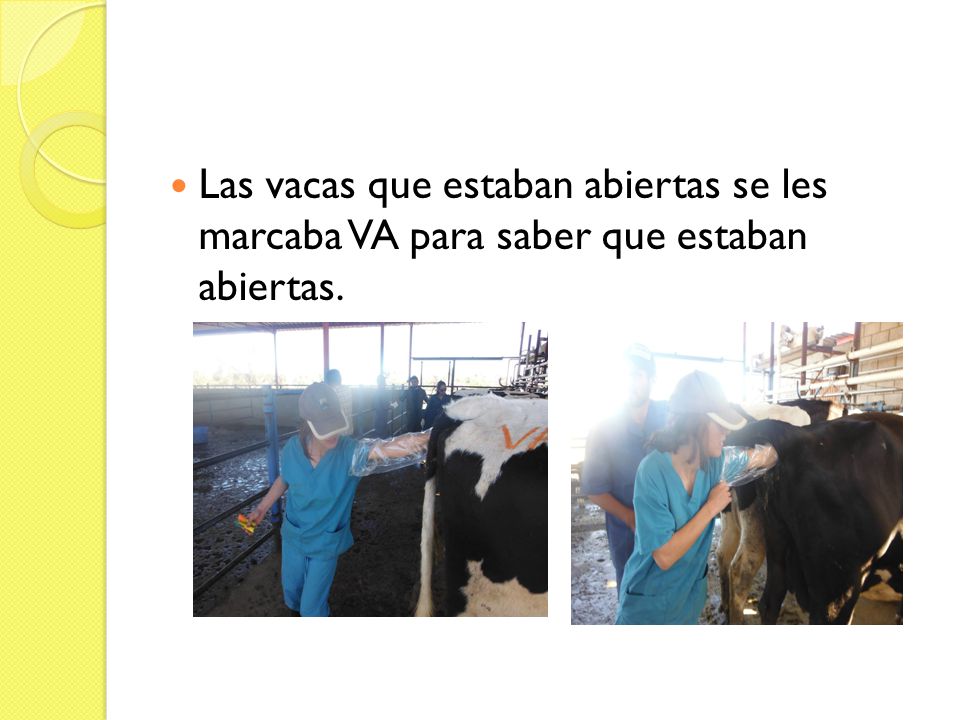 Las vacas que estaban abiertas se les marcaba VA para saber que estaban abiertas.