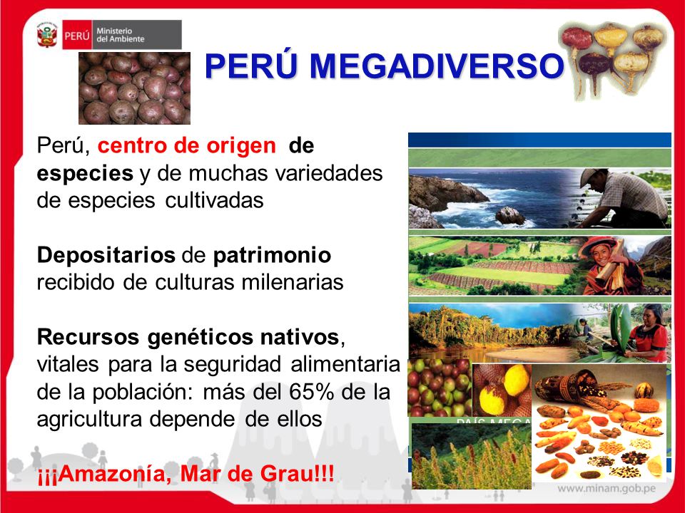 PERÚ MEGADIVERSO Perú, centro de origen de especies y de muchas variedades de especies cultivadas.