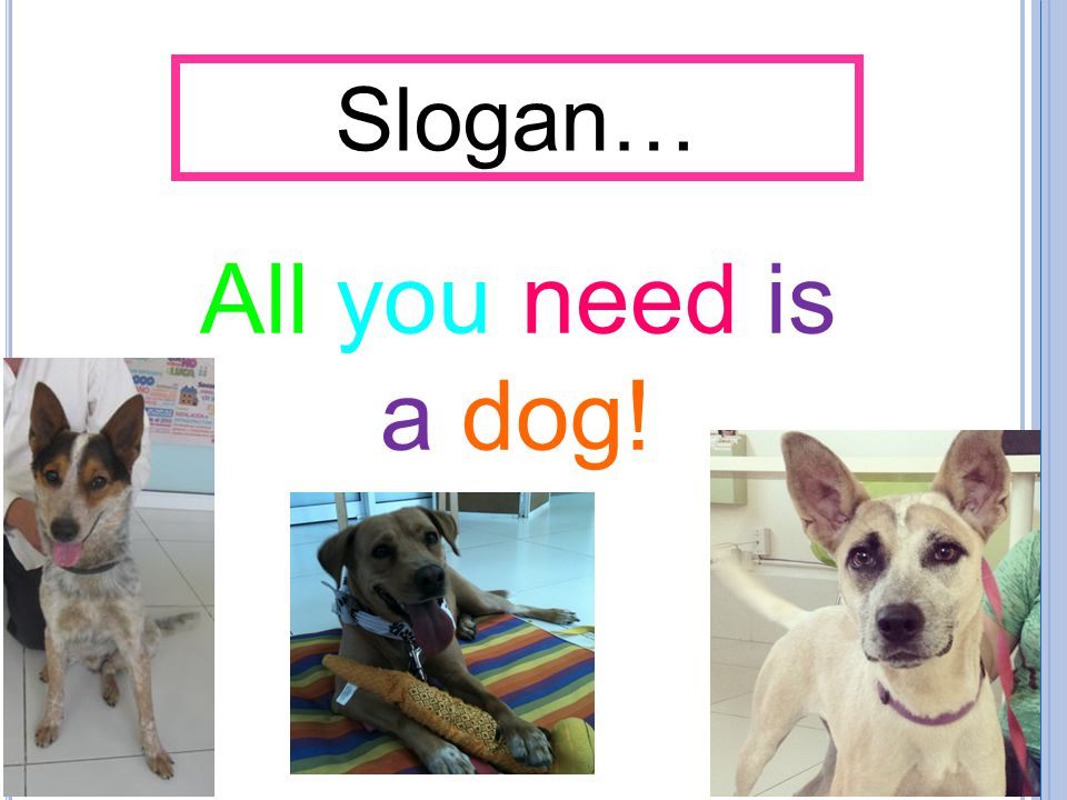 Slogan… All you need is a dog! Le faltó el a dog…se lo incluí