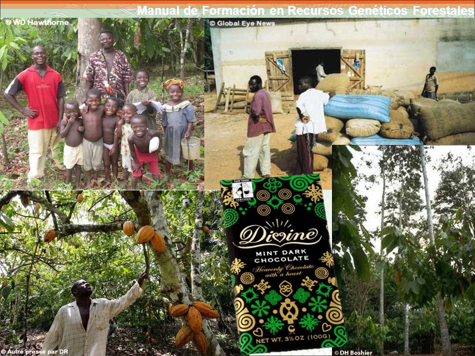 Diapositiva 17: de manera similar, la comercialización del cacao agroforestal se centra en etiquetado de Comercio Justo Orgánico que proporciona primas en el precio a productores de pequeña escala.
