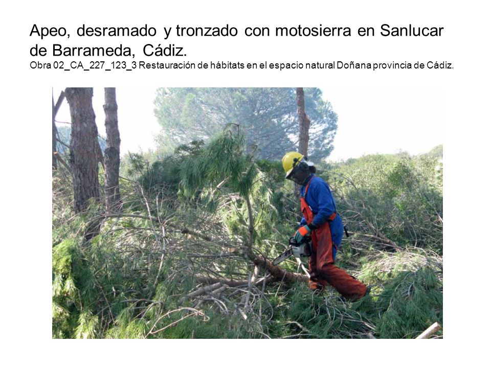Apeo, desramado y tronzado con motosierra en Sanlucar de Barrameda, Cádiz.