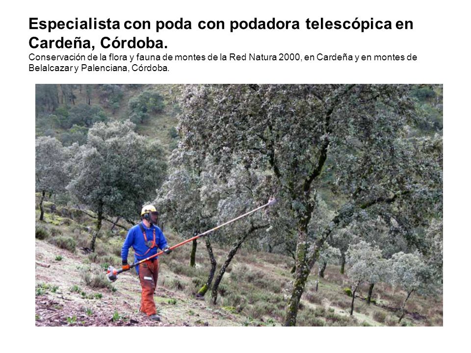 Especialista con poda con podadora telescópica en Cardeña, Córdoba