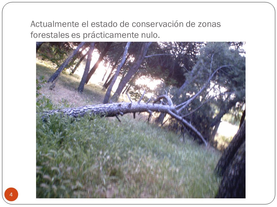 Actualmente el estado de conservación de zonas forestales es prácticamente nulo.