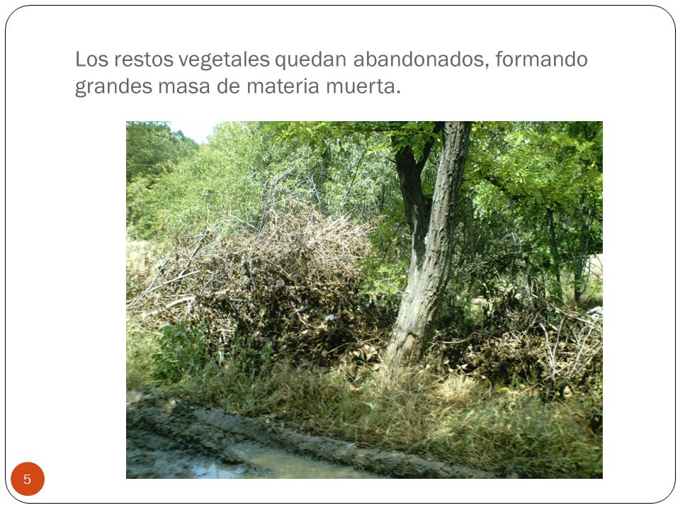 Los restos vegetales quedan abandonados, formando grandes masa de materia muerta.