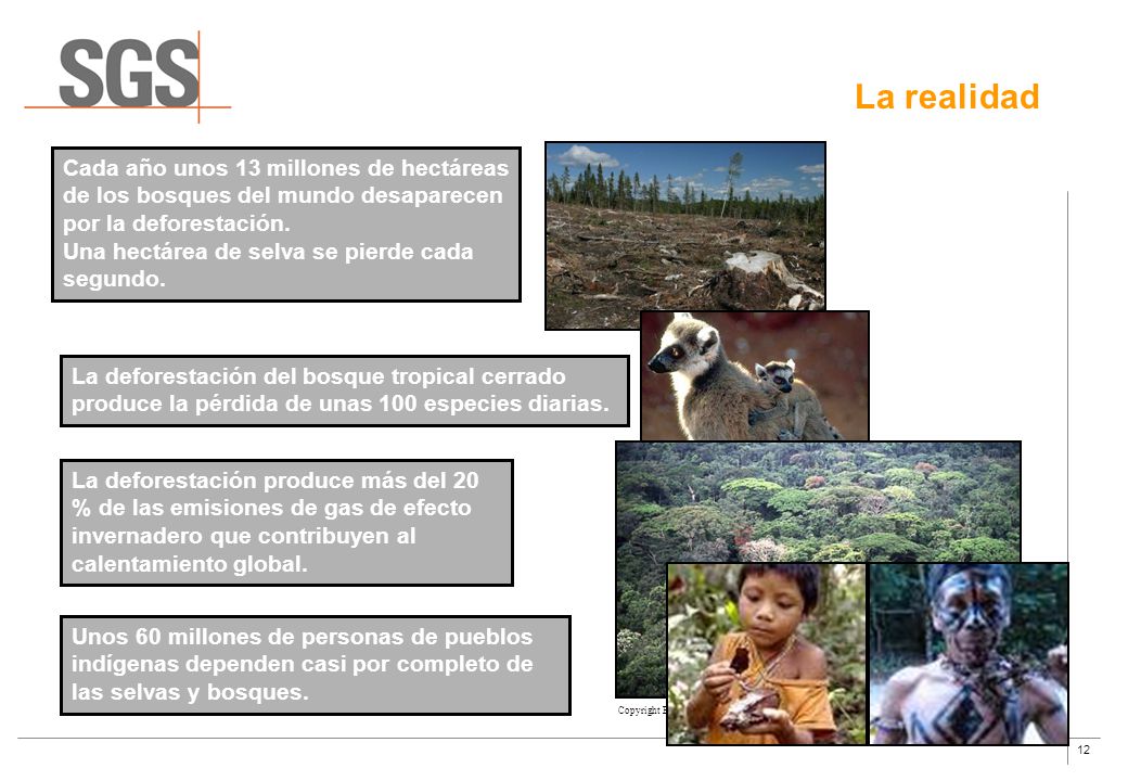 La realidad Cada año unos 13 millones de hectáreas de los bosques del mundo desaparecen por la deforestación.