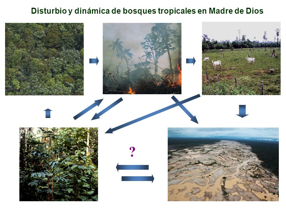 Disturbio y dinámica de bosques tropicales en Madre de Dios