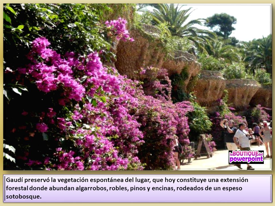 Gaudí preservó la vegetación espontánea del lugar, que hoy constituye una extensión forestal donde abundan algarrobos, robles, pinos y encinas, rodeados de un espeso sotobosque.