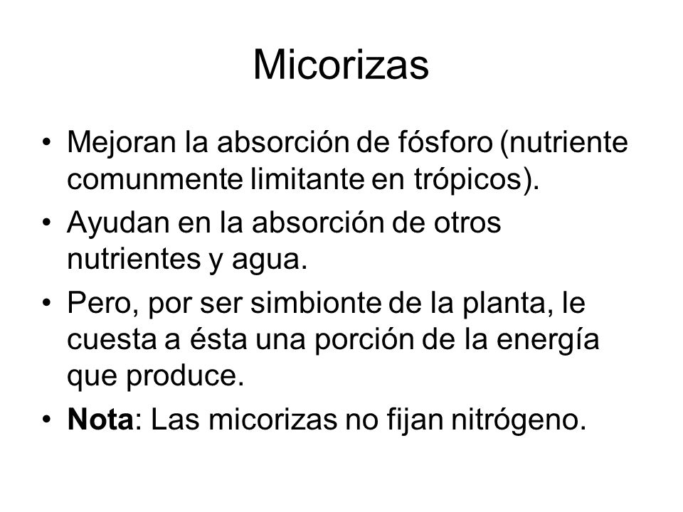 Micorizas Mejoran la absorción de fósforo (nutriente comunmente limitante en trópicos). Ayudan en la absorción de otros nutrientes y agua.