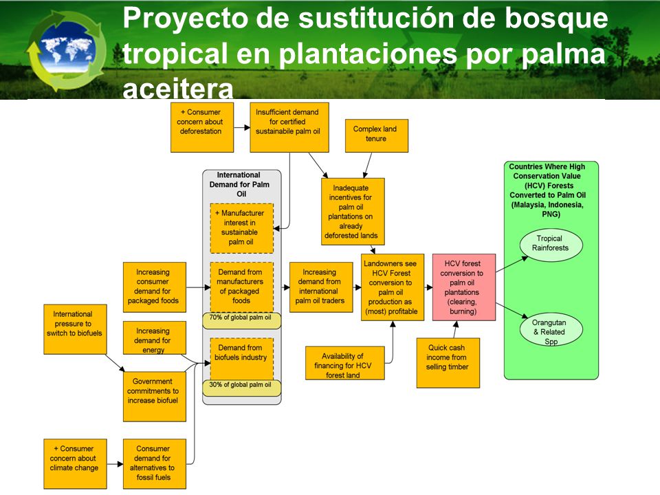 Proyecto de sustitución de bosque tropical en plantaciones por palma aceitera