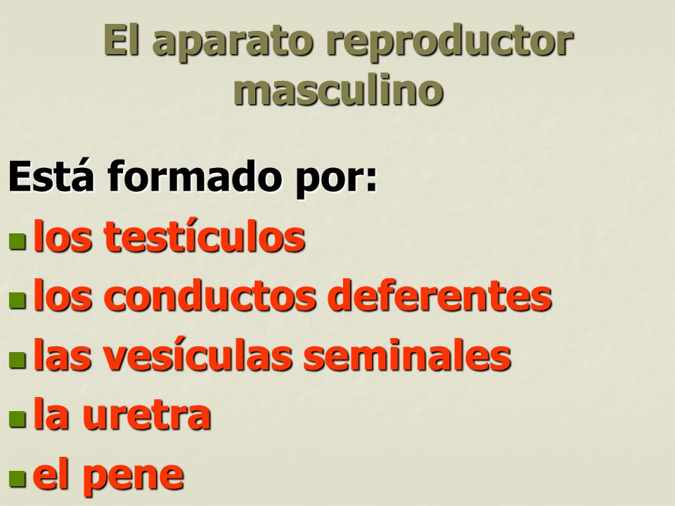 El aparato reproductor masculino