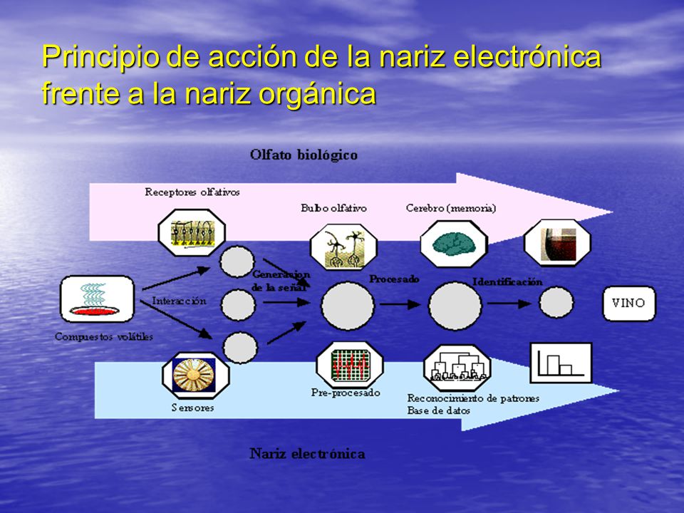Principio de acción de la nariz electrónica frente a la nariz orgánica