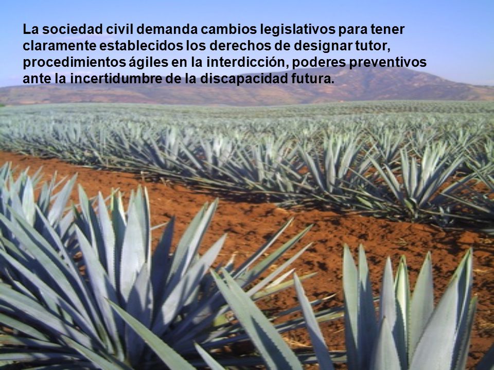 La sociedad civil demanda cambios legislativos para tener claramente establecidos los derechos de designar tutor, procedimientos ágiles en la interdicción, poderes preventivos ante la incertidumbre de la discapacidad futura.