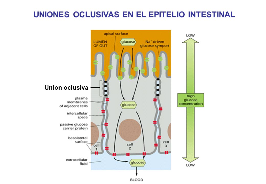 UNIONES OCLUSIVAS EN EL EPITELIO INTESTINAL