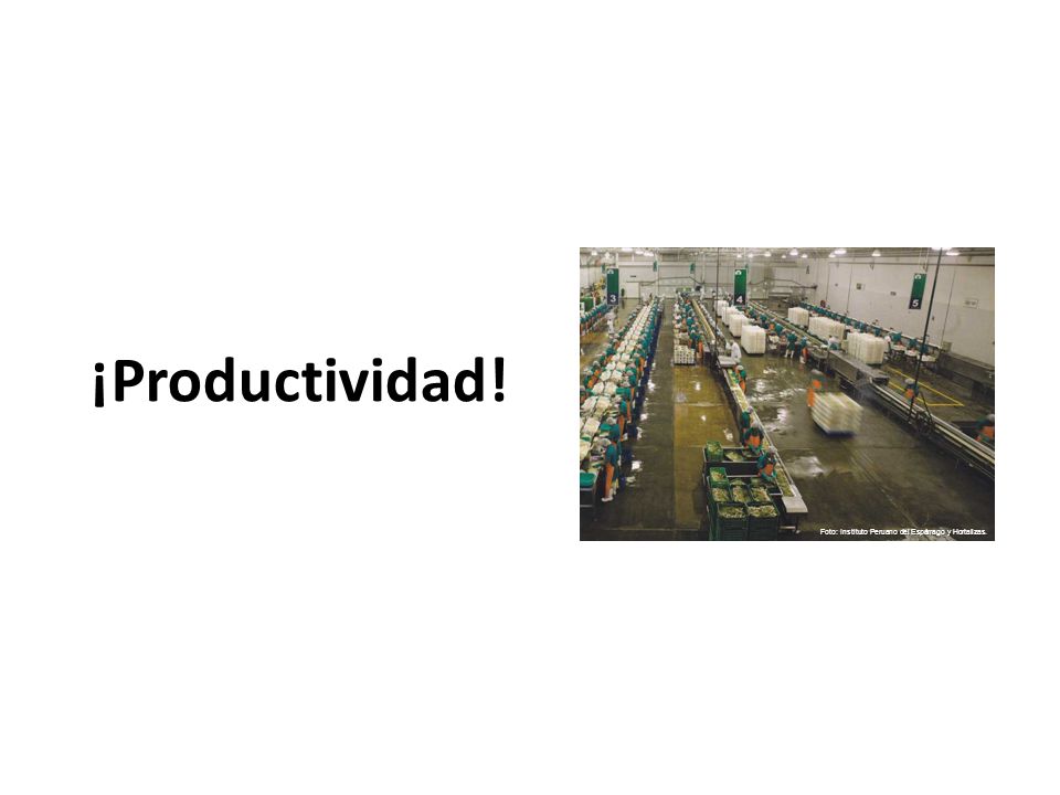 ¡Productividad! Foto: Instituto Peruano del Espárrago y Hortalizas.