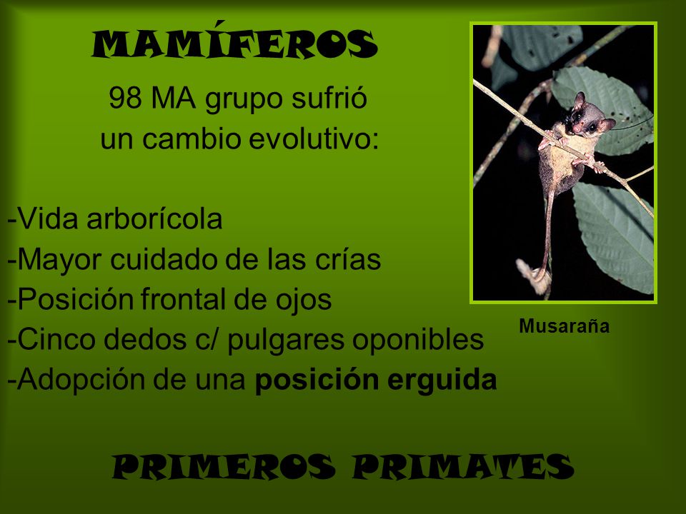 MAMÍFEROS PRIMEROS PRIMATES 98 MA grupo sufrió un cambio evolutivo: