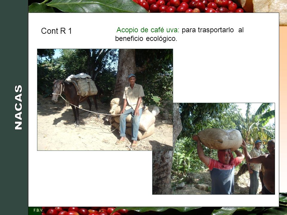 Cont R 1 Acopio de café uva: para trasportarlo al beneficio ecológico. NACAS