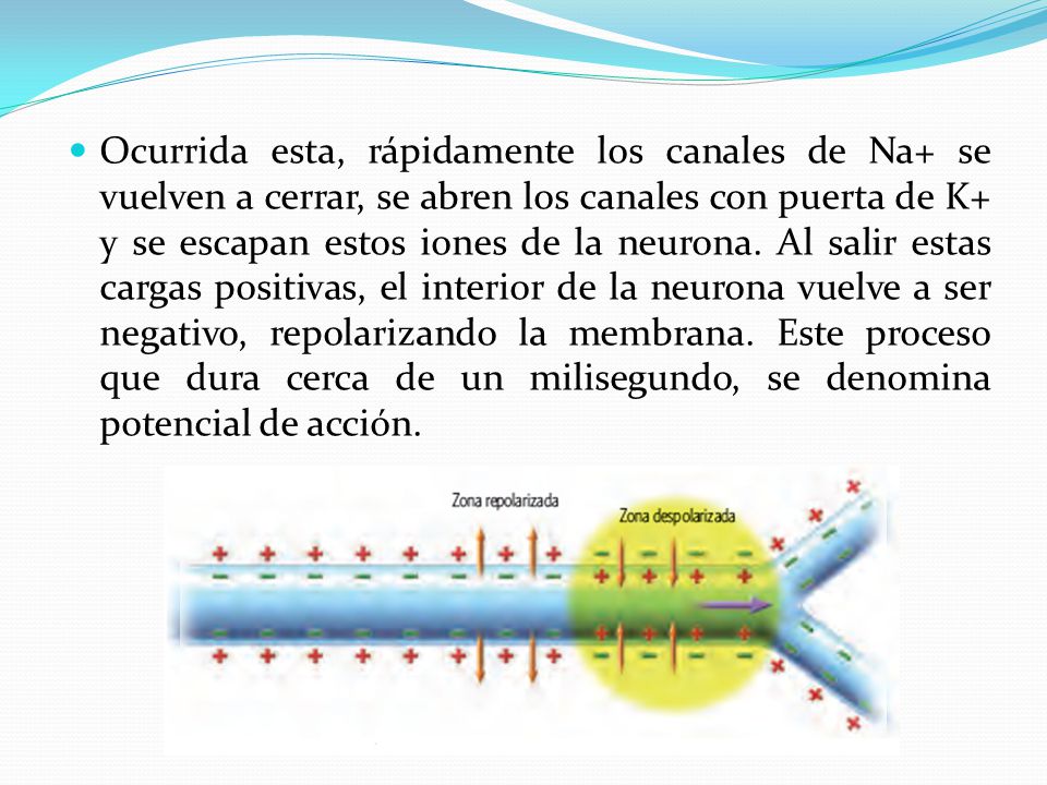 Ocurrida esta, rápidamente los canales de Na+ se vuelven a cerrar, se abren los canales con puerta de K+ y se escapan estos iones de la neurona.