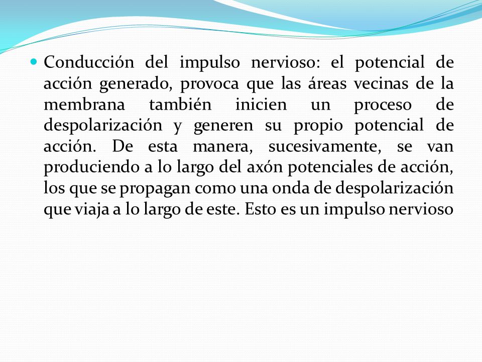 Conducción del impulso nervioso: el potencial de acción generado, provoca que las áreas vecinas de la membrana también inicien un proceso de despolarización y generen su propio potencial de acción.