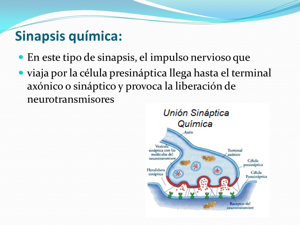 Sinapsis química: En este tipo de sinapsis, el impulso nervioso que