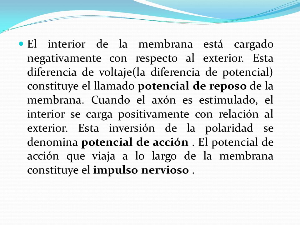 El interior de la membrana está cargado negativamente con respecto al exterior.