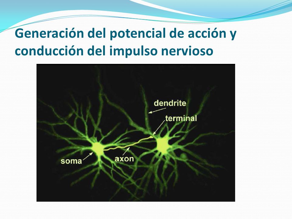 Generación del potencial de acción y conducción del impulso nervioso