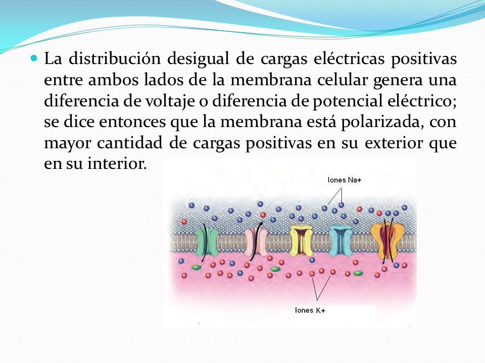 La distribución desigual de cargas eléctricas positivas entre ambos lados de la membrana celular genera una diferencia de voltaje o diferencia de potencial eléctrico; se dice entonces que la membrana está polarizada, con mayor cantidad de cargas positivas en su exterior que en su interior.