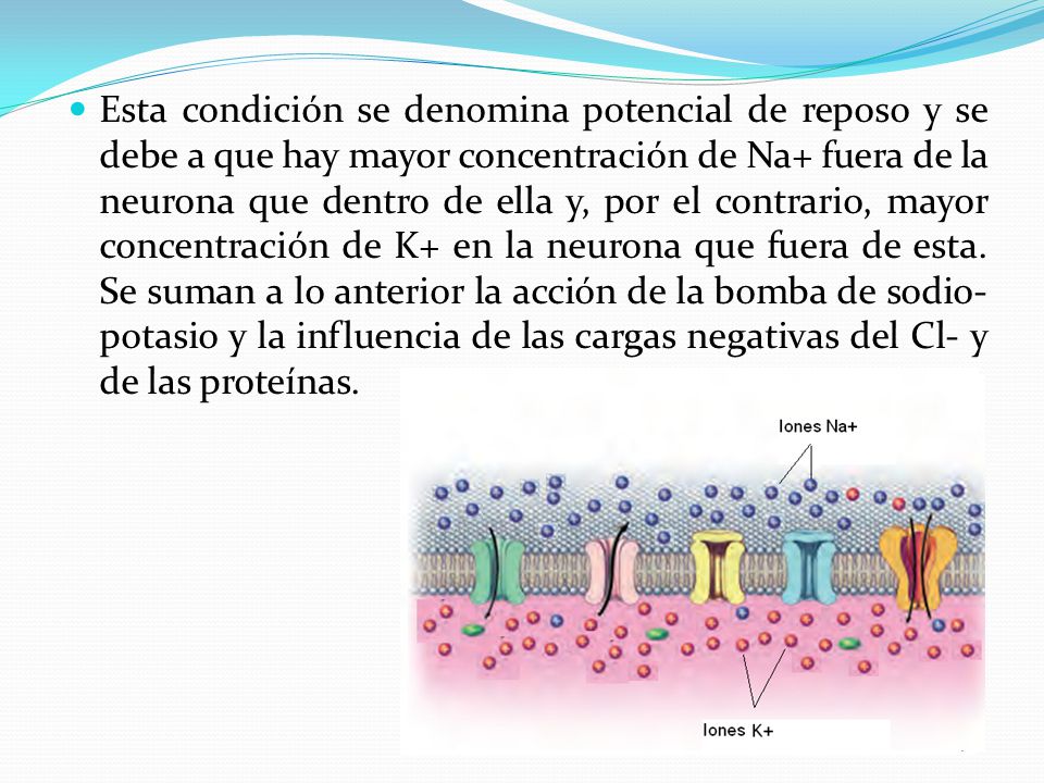Esta condición se denomina potencial de reposo y se debe a que hay mayor concentración de Na+ fuera de la neurona que dentro de ella y, por el contrario, mayor concentración de K+ en la neurona que fuera de esta.
