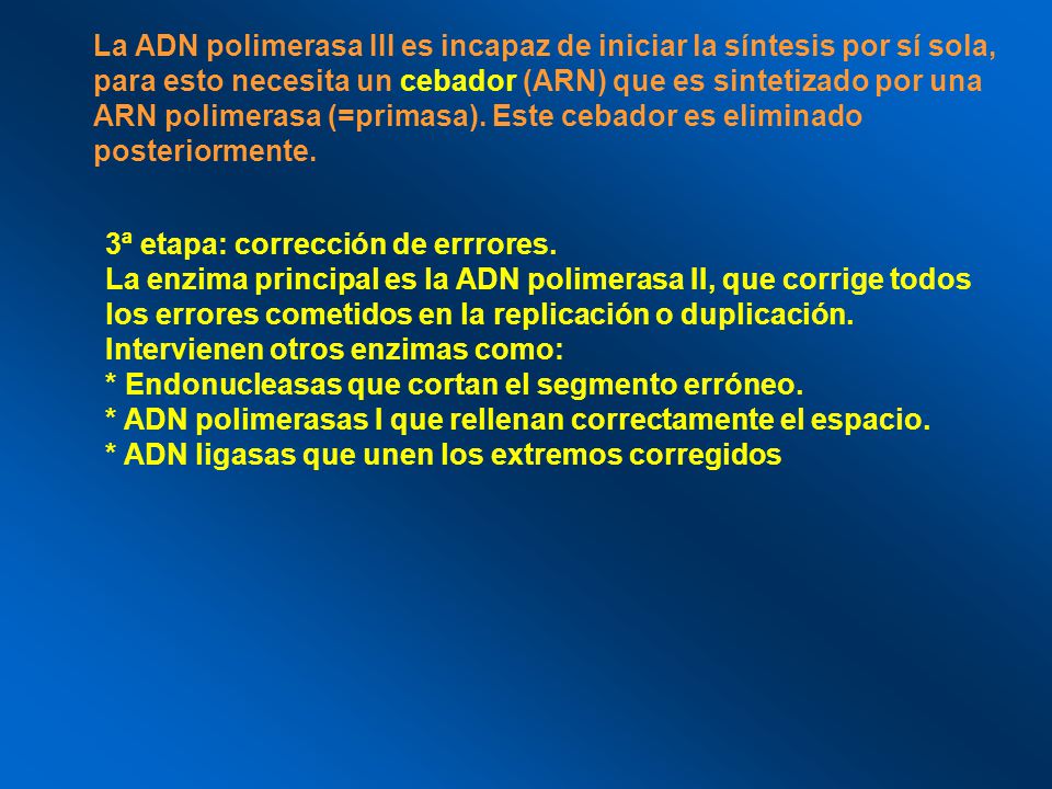 La ADN polimerasa III es incapaz de iniciar la síntesis por sí sola, para esto necesita un cebador (ARN) que es sintetizado por una ARN polimerasa (=primasa). Este cebador es eliminado posteriormente.