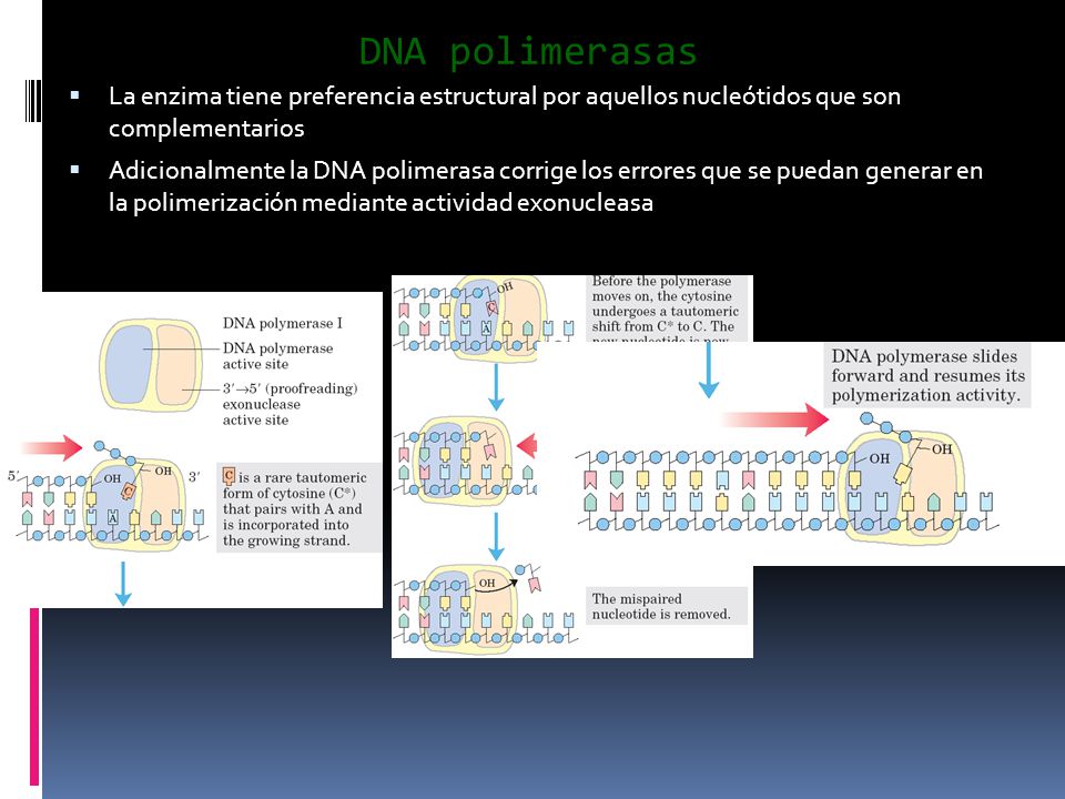 DNA polimerasas La enzima tiene preferencia estructural por aquellos nucleótidos que son complementarios.