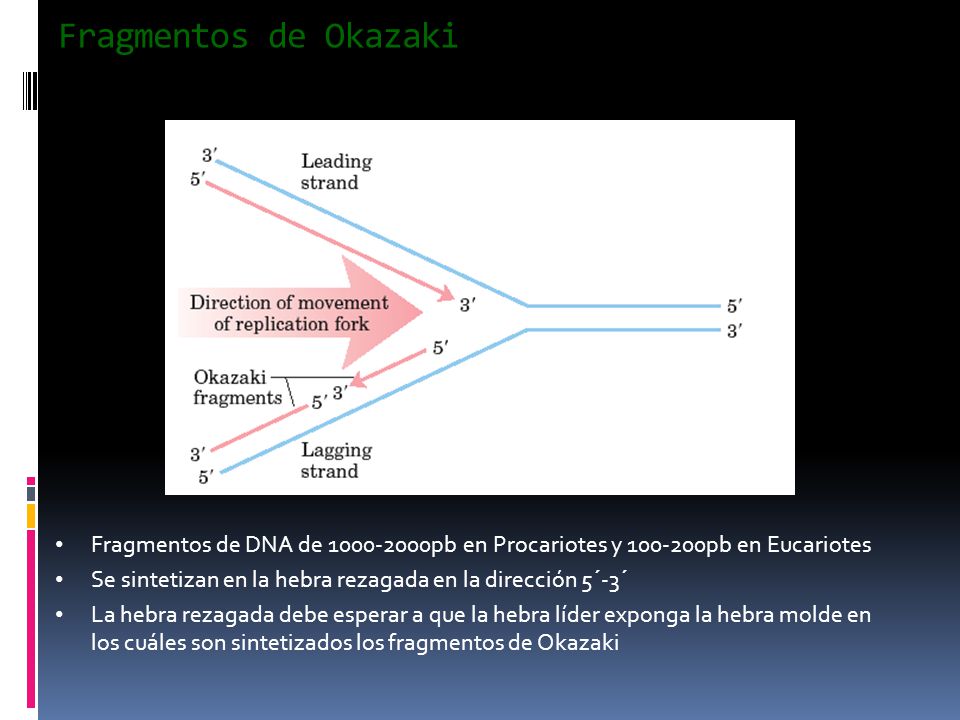 Fragmentos de Okazaki Fragmentos de DNA de pb en Procariotes y pb en Eucariotes.