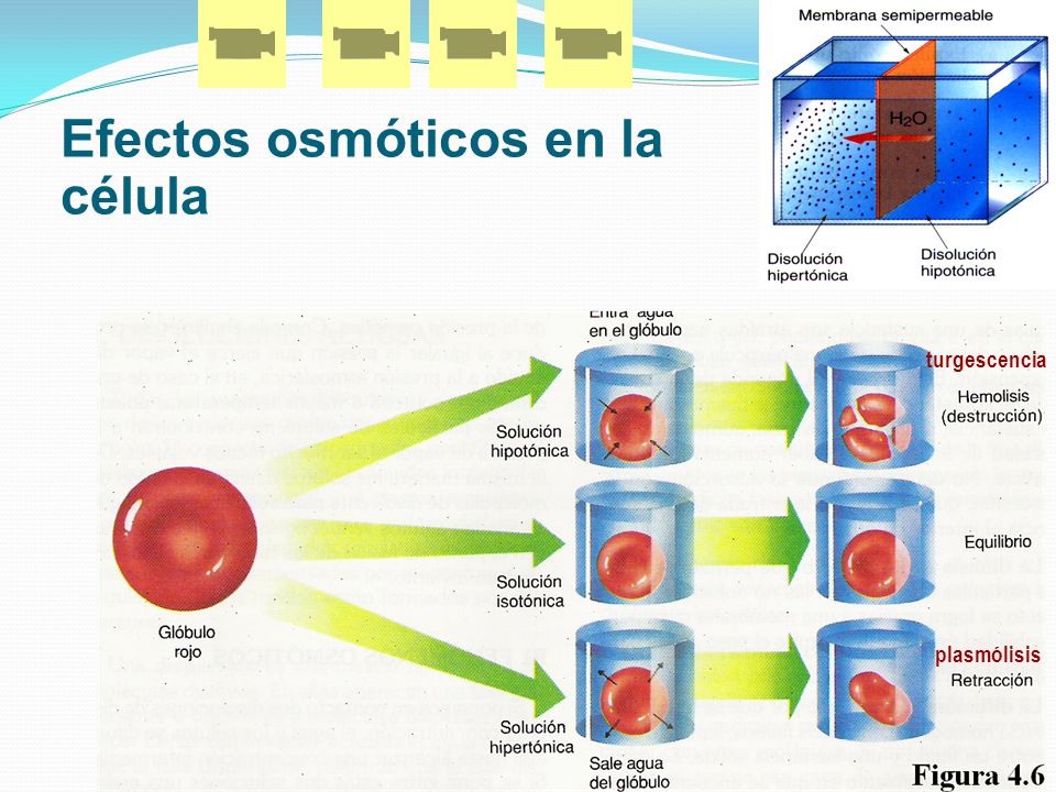Efectos osmóticos en la célula