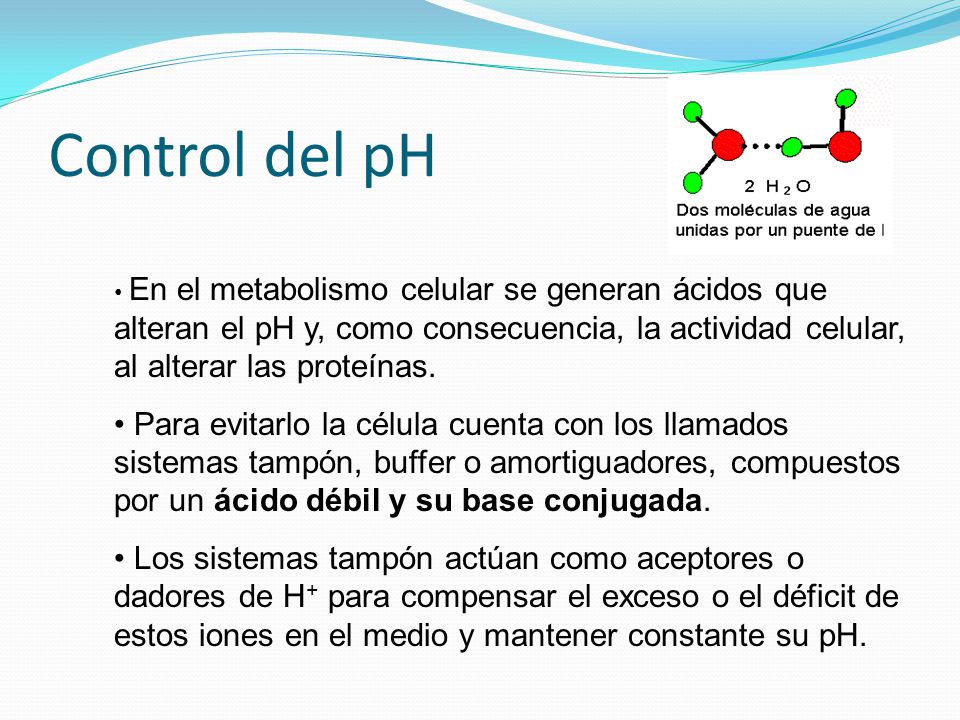 Control del pH En el metabolismo celular se generan ácidos que alteran el pH y, como consecuencia, la actividad celular, al alterar las proteínas.