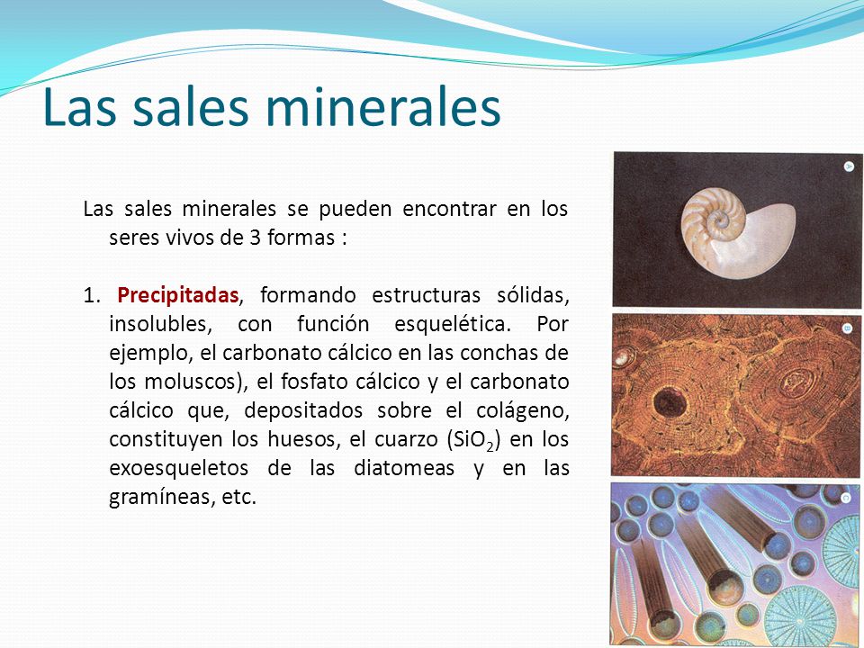Las sales minerales Las sales minerales se pueden encontrar en los seres vivos de 3 formas :