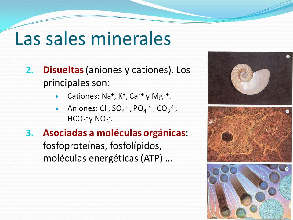 Las sales minerales Disueltas (aniones y cationes). Los principales son: Cationes: Na+, K+, Ca2+ y Mg2+.