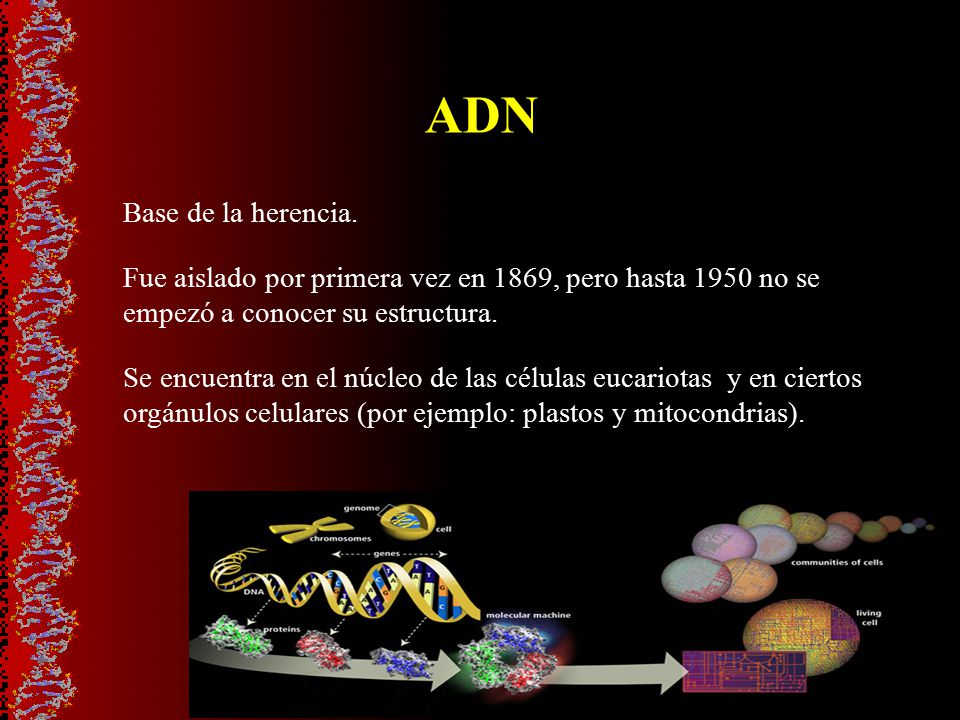ADN Base de la herencia. Fue aislado por primera vez en 1869, pero hasta 1950 no se empezó a conocer su estructura.