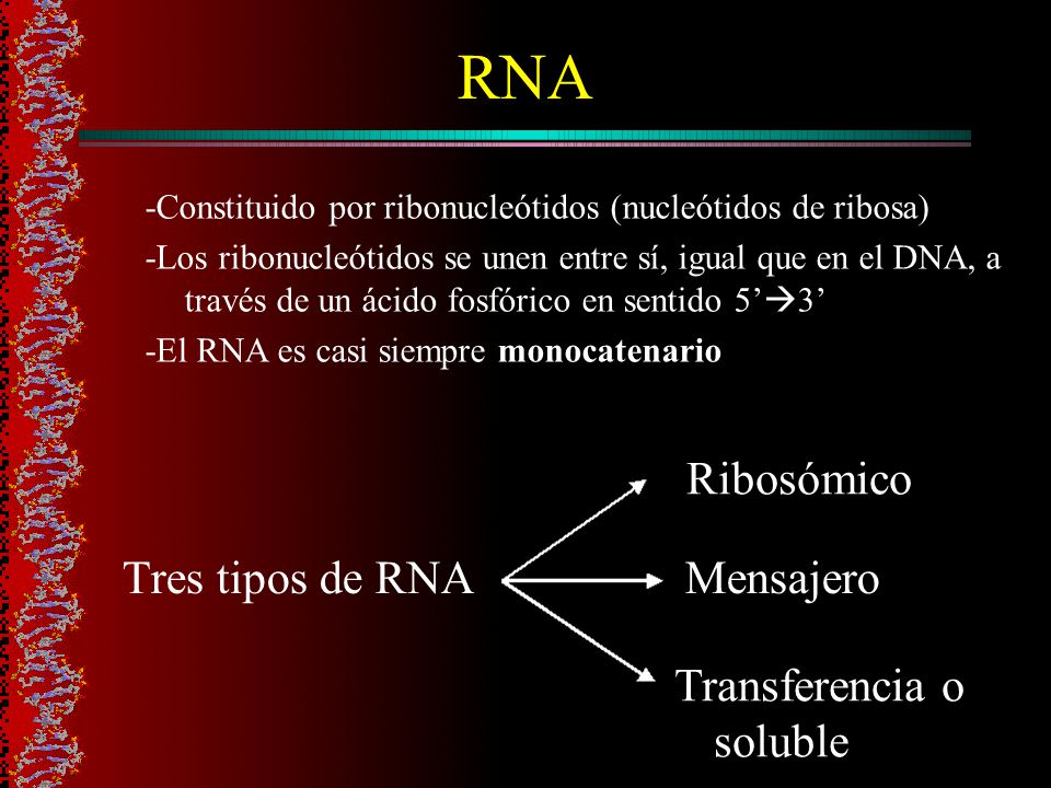 RNA Ribosómico Tres tipos de RNA Mensajero Transferencia o soluble