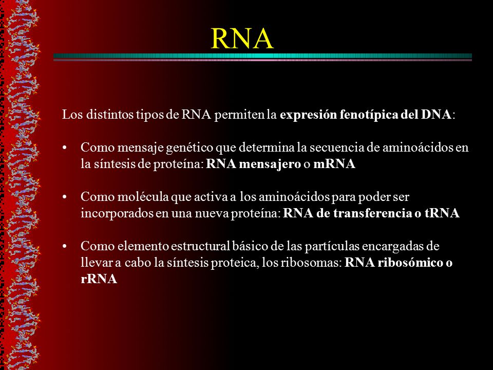 RNA Los distintos tipos de RNA permiten la expresión fenotípica del DNA: