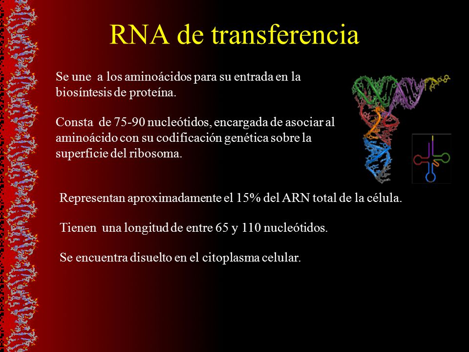 RNA de transferencia Se une a los aminoácidos para su entrada en la biosíntesis de proteína.