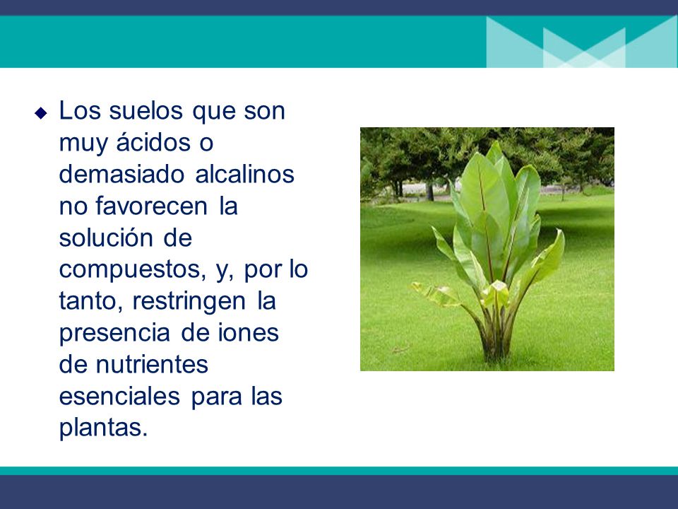 Los suelos que son muy ácidos o demasiado alcalinos no favorecen la solución de compuestos, y, por lo tanto, restringen la presencia de iones de nutrientes esenciales para las plantas.