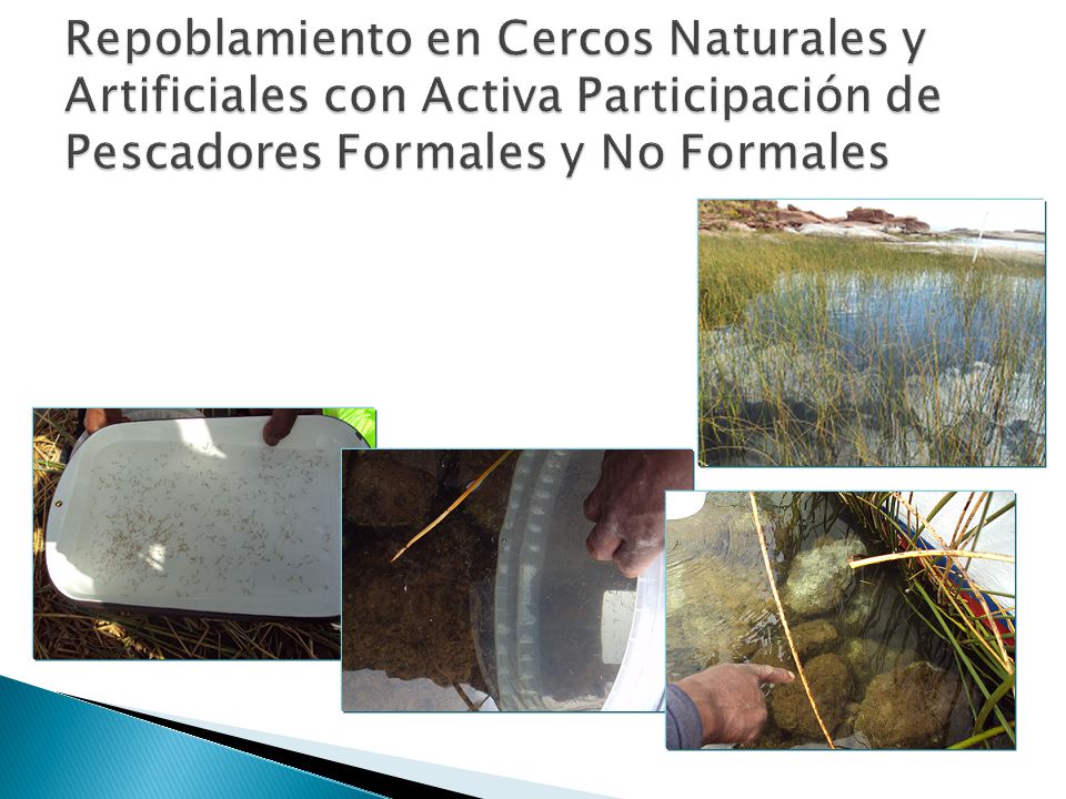 Repoblamiento en Cercos Naturales y Artificiales con Activa Participación de Pescadores Formales y No Formales
