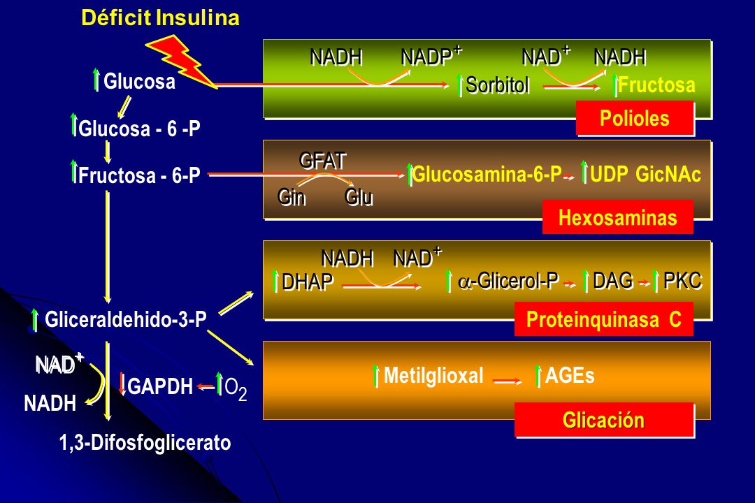 Déficit Insulina Glucosa. Glucosa - 6 -P. Fructosa - 6-P. NADH. NADP+ NAD+ Sorbitol. Fructosa.