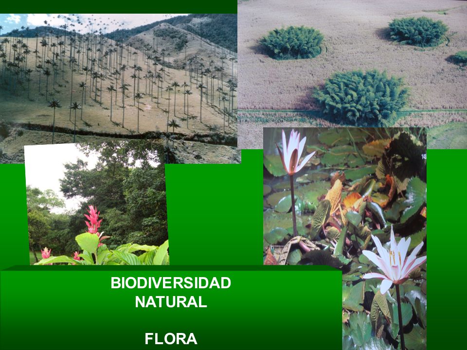 BIODIVERSIDAD NATURAL FLORA