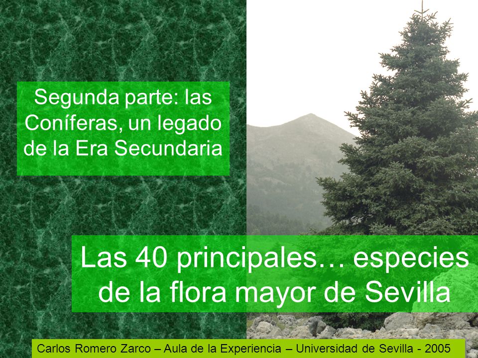 Las 40 principales… especies de la flora mayor de Sevilla