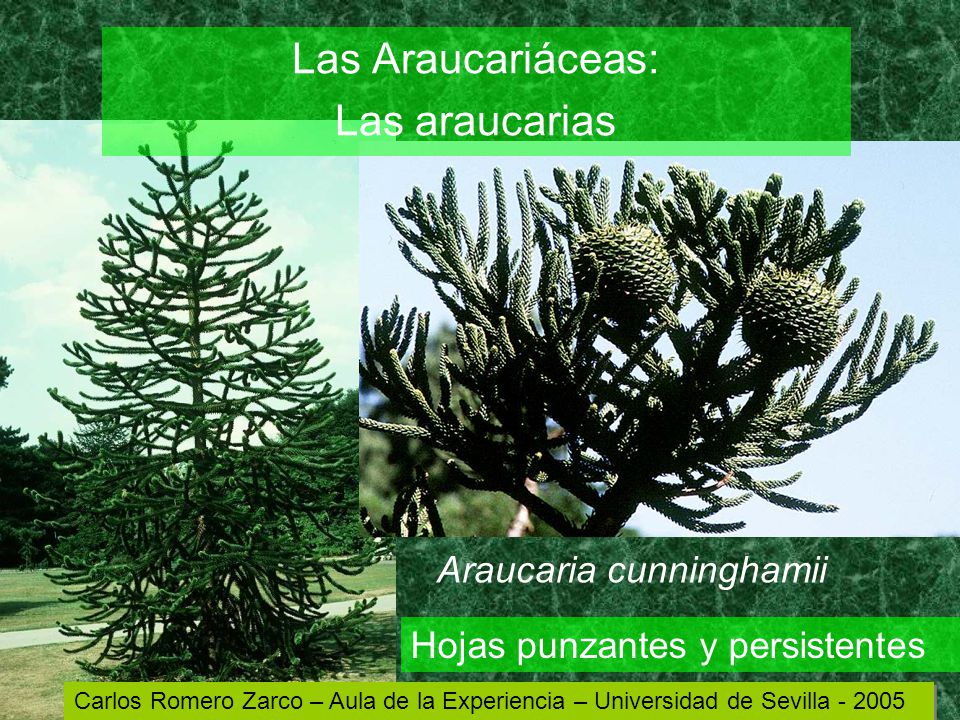 Las Araucariáceas: Las araucarias