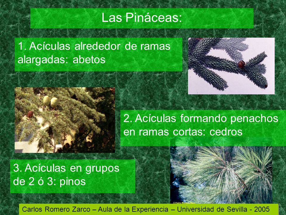 Las Pináceas: 1. Acículas alrededor de ramas alargadas: abetos
